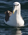 White-capped albatross