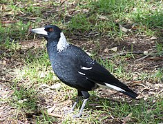 G. t. dorsalis, female The plumage at the nape is a starker white in males