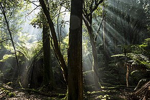 Temperate rainforest