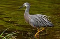 White-faced heron