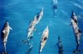 Image 1Spinner dolphins (from Micronesia)