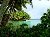 Coconut trees overlooking a small inlet