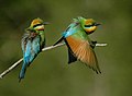 Rainbow bee-eater