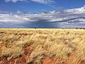 Tussock grass in Gibson Desert