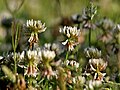 Trifolium repens in Kullu District of Himachal Pradesh, India.