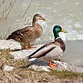 Mallard (introduced)