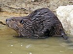 Beaver