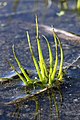 Quillwort (Isoetes melanospora)