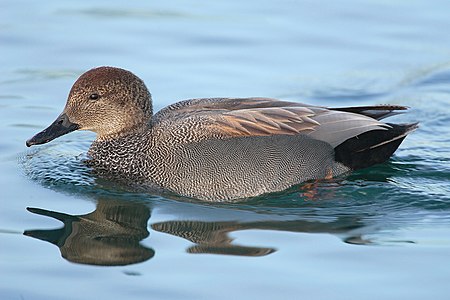 Male Gadwall