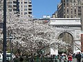 Washington Square, April 2005