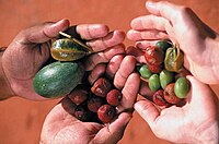 Bush tucker (bush foods) harvested at Alice Springs Desert Park. Bush foods are edible native plant species and animal products used by indigenous Australians as a contemporary or traditional food.[4]