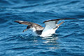 Buller's shearwater