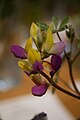 Lupinus stiversii (Harlequin Lupine)