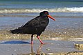 Variable oystercatcher