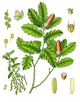 Illustration of Quercus lusitanica showing staminate (left) and pistillate flowers, which mature into acorns (right)