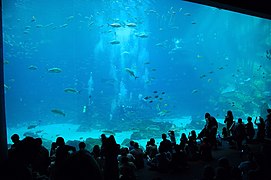 Visitors observe US Navy divers as they dive in a tank at the Aquarium