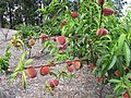 Peaches on tree