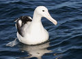 Royal albatross