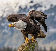 A bald eagle