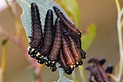 Sawfly larvae feeding on the leaves