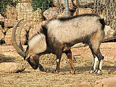 Male Cretan ibex