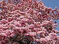 Tabebuia rosea, El Salvador