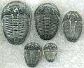 Image 65Trilobites first appeared during the Cambrian period and were among the most widespread and diverse groups of Paleozoic organisms. (from History of Earth)