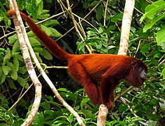 Howler monkey