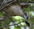 Black butcherbird with the remains of a wing in Cairns, Australia.