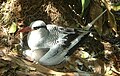 Image 8Red-billed tropicbird on Little Tobago. (from Tobago)