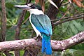 Forest kingfisher