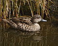 Grey teal