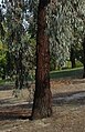 Dark, fissured 'ironbark' of E. sideroxylon