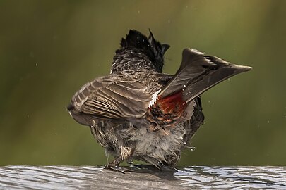 P. c. haemorrhousus showing vent, Sri Lanka.