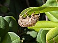 An empty cicada skin captured in June 2024 in Rab Croatia