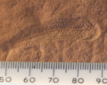 Image 58A 580 million year old fossil of Spriggina floundensi, an animal from the Ediacaran period. Such life forms could have been ancestors to the many new forms that originated in the Cambrian Explosion. (from History of Earth)