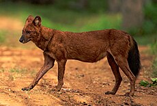 The dhole (Cuon alpinus)