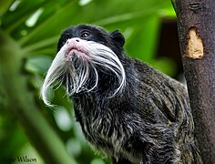 Emperor tamarin