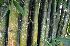 Writings in bamboo plant at Royal Botanic Garden, Circular Quay, Sydney