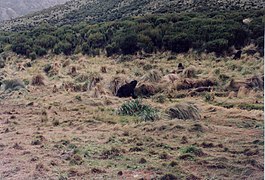 New Zealand sea lions disporting themselves among the tussock grass