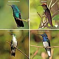 Image 23Hummingbirds of Trinidad and Tobago (from Biota of Trinidad and Tobago)