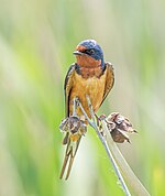 Barn_swallow_in_Montezuma_(150)