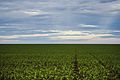 Soy plantation in Mato Grosso. In 2020, Brazil was the world's largest producer, with 130 million tonnes. South America produces half of the world's soybeans.