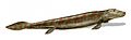 Image 41Tiktaalik, a fish with limb-like fins and a predecessor of tetrapods. Reconstruction from fossils about 375 million years old. (from History of Earth)