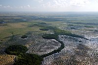 Aerial view of Everglades with sawgrass and coastal marsh