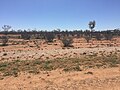 Simpson Desert near Bedourie