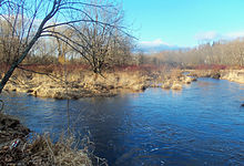 Two streams joining in a grassy, swampy area, with a bare tree at the left and some more in the rear