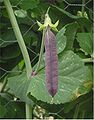 Pisum sativum (Peas); note the leaf-like stipules