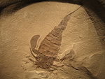 Eurypterus remipes