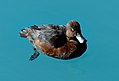 New Zealand scaup